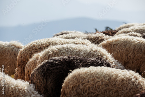 a flock of sheep in the mountains