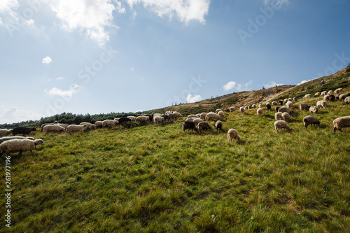 a flock of sheep in the mountains
