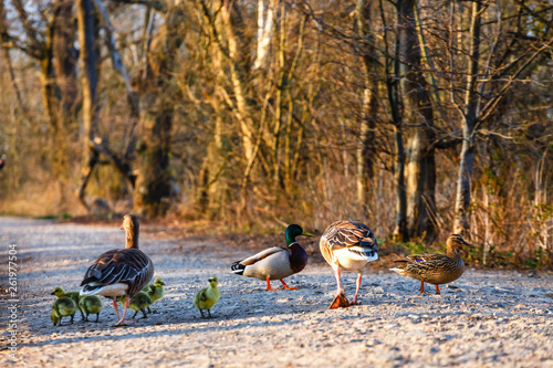 The European Greylags Goose with Chicks, closeup photo