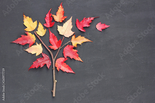 Autumn fall concept. Tatar maple tree Acer tataricum made from twig and yellow red leaves on blackboard background. Flat lay