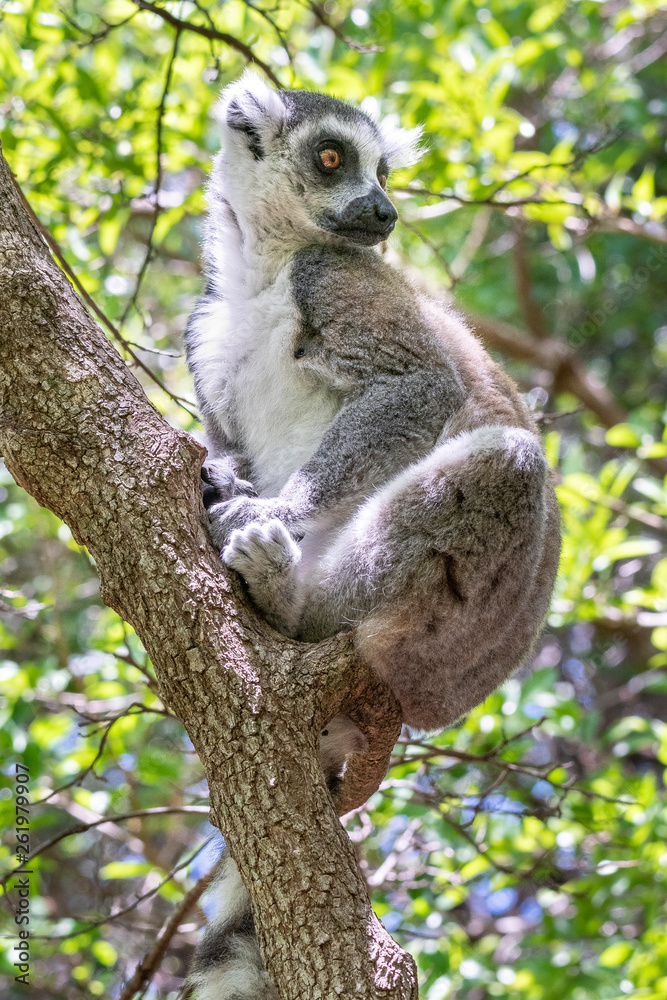 Ring-tailed lemur, Lemur catta, in its natural environment in Madagascar Ring-tailed lemur, Lemur catta, in its natural environment in Madagascar