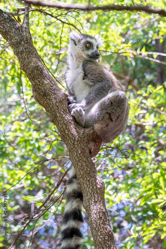 Ring-tailed lemur, Lemur catta, in its natural environment in Madagascar Ring-tailed lemur, Lemur catta, in its natural environment in Madagascar