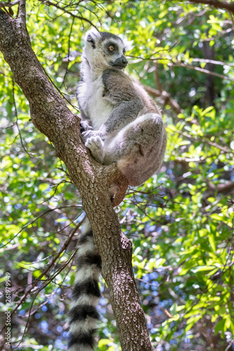 Ring-tailed lemur, Lemur catta, in its natural environment in Madagascar