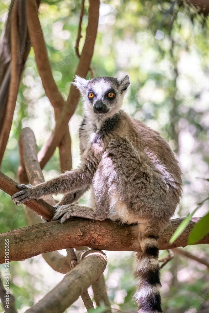 Obraz premium Ring-tailed lemur, Lemur catta, in its natural environment in Madagascar