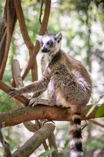 Ring-tailed lemur, Lemur catta, in its natural environment in Madagascar