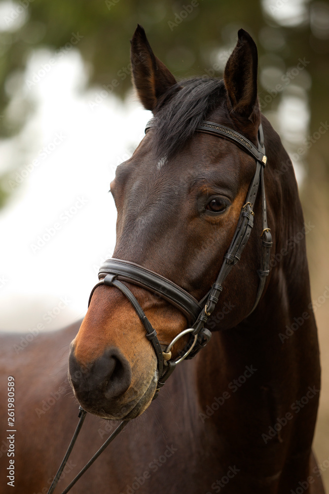 Fototapeta premium Pferd