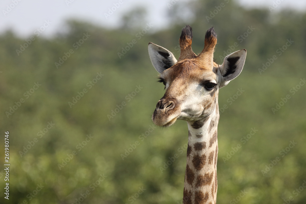 Obraz premium Giraffe / Giraffe / Giraffa Camelopardalis
