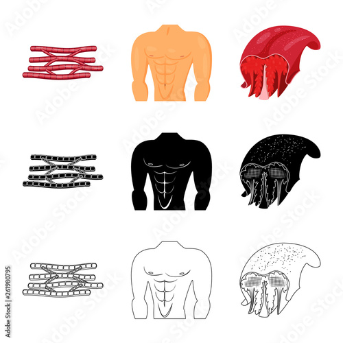 Vector illustration of fiber and muscular icon. Set of fiber and body  stock symbol for web.