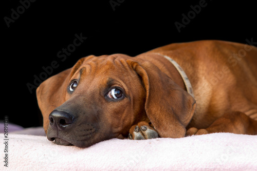 Rhodesian Ridgeback Portrait