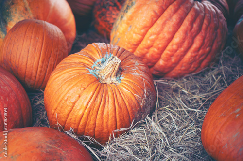 Pumpkins that are cultivate...