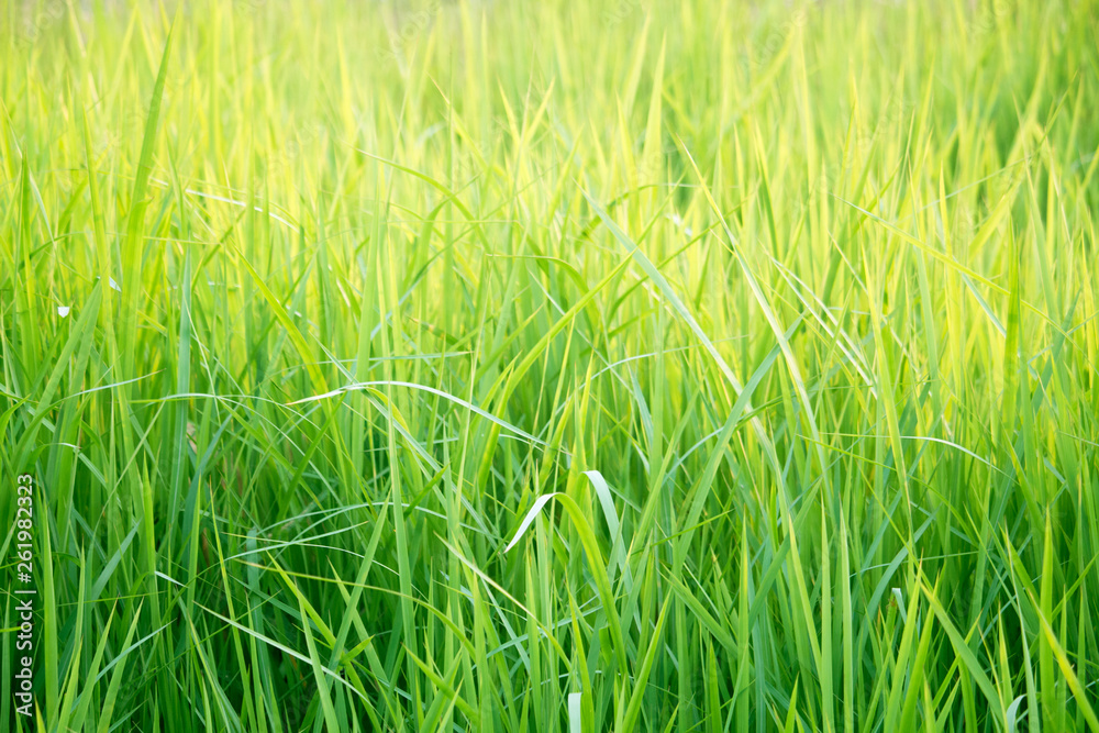 Obraz premium Green grass in eye level view for background or graphic design.