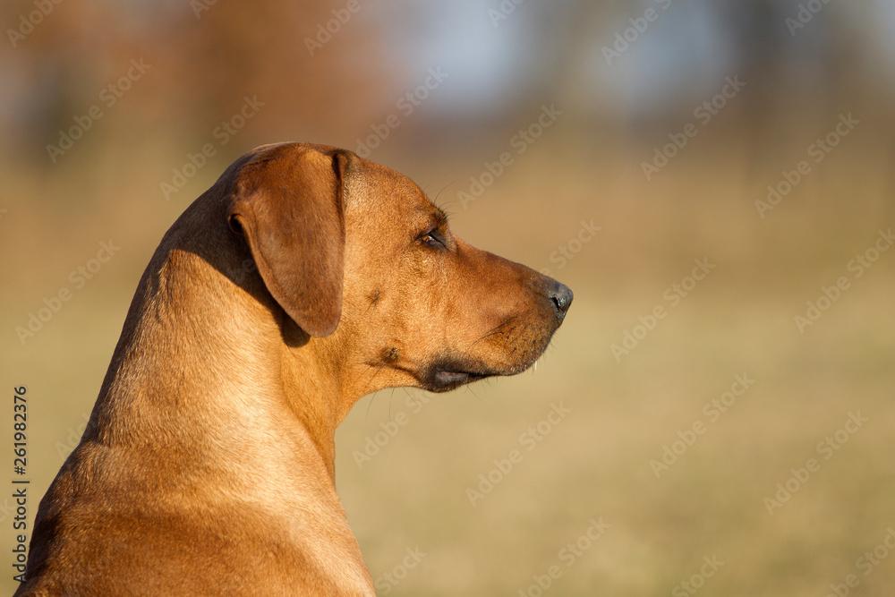 Hund Rhodesian Ridgeback Portrait Rassehund Seitenprofil