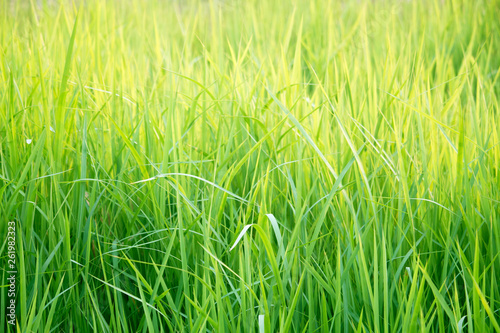 Green grass in eye level view for background or graphic design.