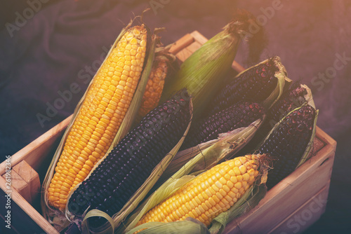 Multi-colored corn in the b...