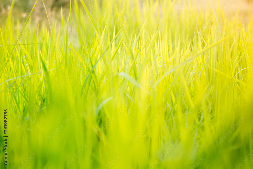 Green grass in eye level view for background or graphic design.