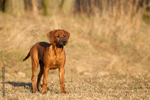 Hund Hunderasseportr  t Rhodesian Ridgeback Junghund
