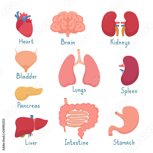 Set of Internal Organs