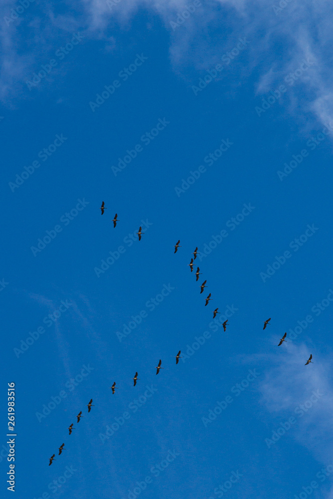 flight of cranes flight of cranes