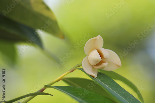 Melodorum fruticosum leaf and yellow flower on blurred background.  photo