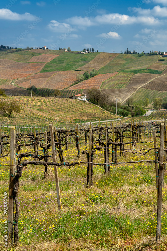 Vineyards of Oltrepo Pavese in April