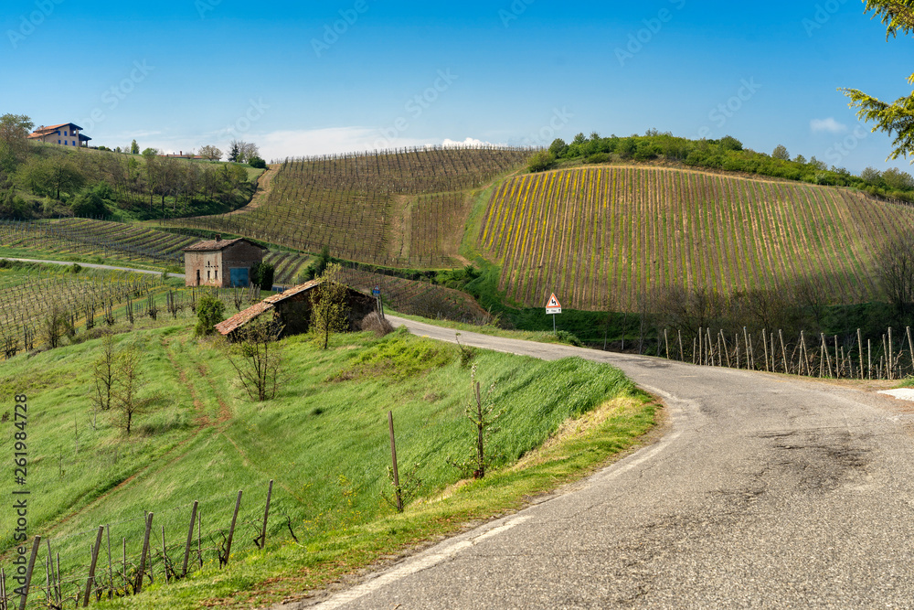 Vineyards of Oltrepo Pavese in April