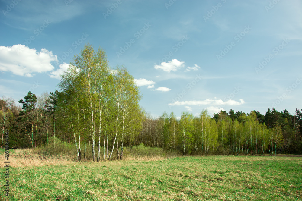 Birch trees against the forest and blue sky