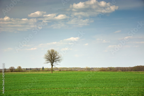 Lonely tree without leaves growing on a green field and clouds in the sky