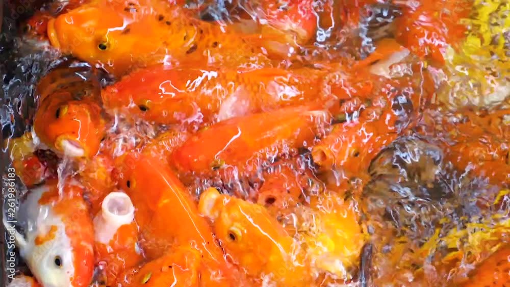 Slow motion of Koi Japanese fancy carp fish swimming Slow motion of Koi Japanese fancy carp fish swimming