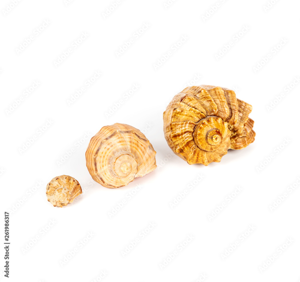 Beautiful sea shells of rapan close-up, stacked in ascending order on a white background Beautiful sea shells of rapan close-up, stacked in ascending order on a white background
