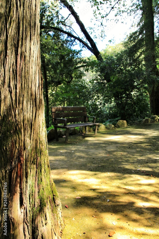 Bench in a Leafy and green garden in Sintra Bench in a Leafy and green garden in Sintra