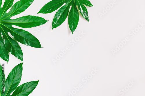 Green leaves on white background. Flat lay, top view
