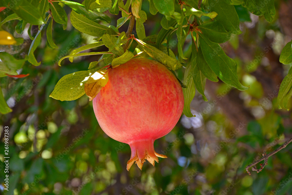 Punica granatum pomegranate close up of fruit forming Punica granatum pomegranate close up of fruit forming