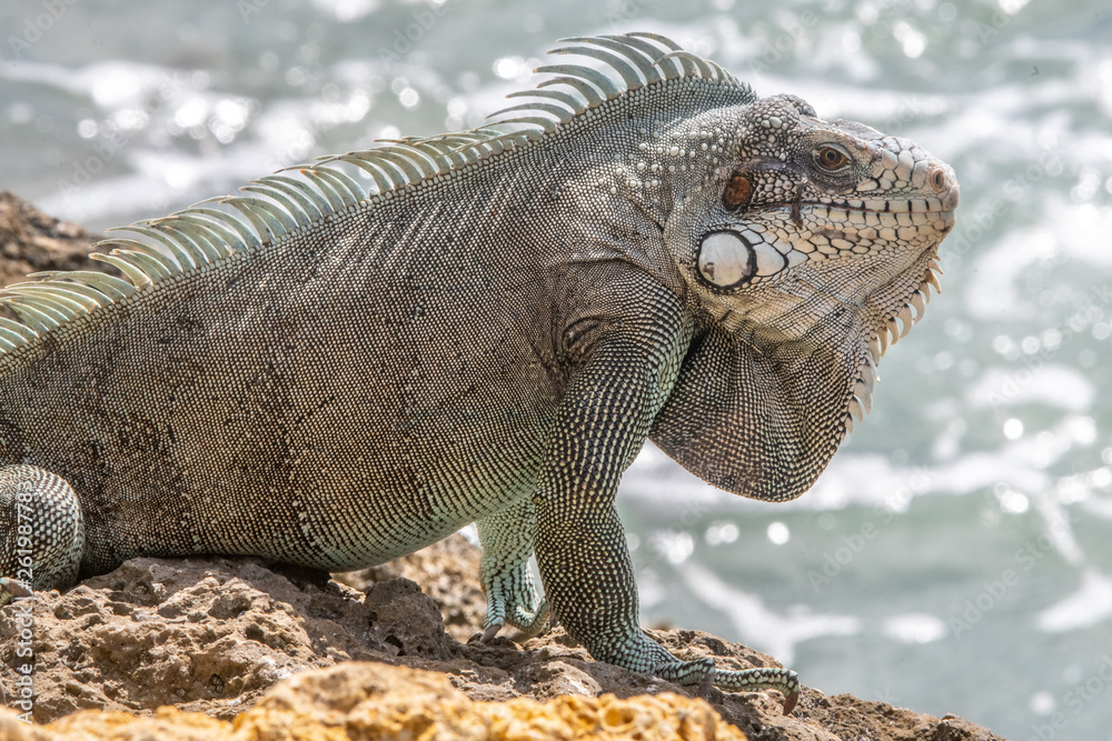 Obraz premium Iguane