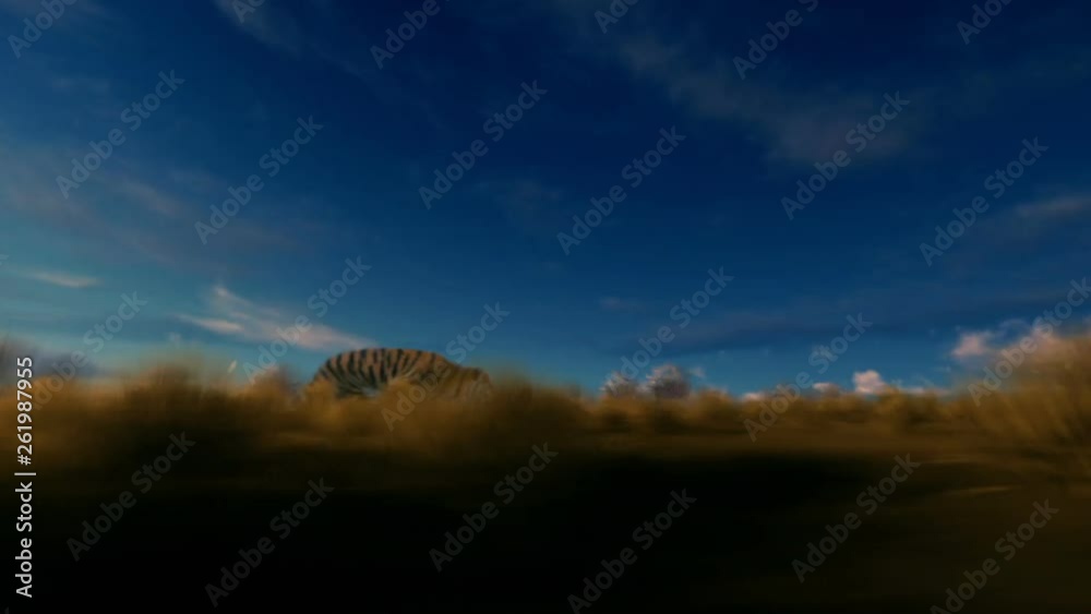 Indian tiger running on savanna at sunset