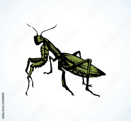 Mantis. Vector drawing