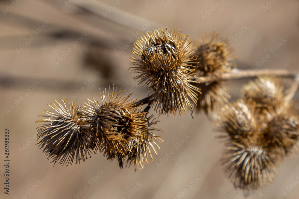 Burrs Burrs