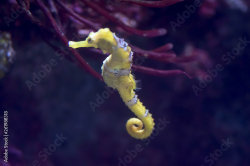 Blurry photo of a lined seahorse Hippocampus erectus in a sea aquarium