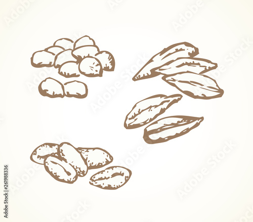 Series of vector illustrations of fruit stones and seeds