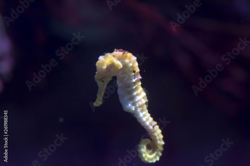 Blurry photo of a lined seahorse Hippocampus erectus in a sea aquarium