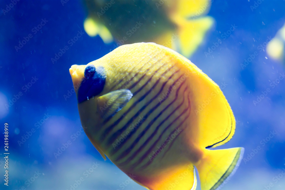 Naklejka premium Blurry photo of a Bluecheek butterflyfish Chaetodon semilarvatus in a sea aquarium