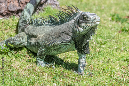 Iguane