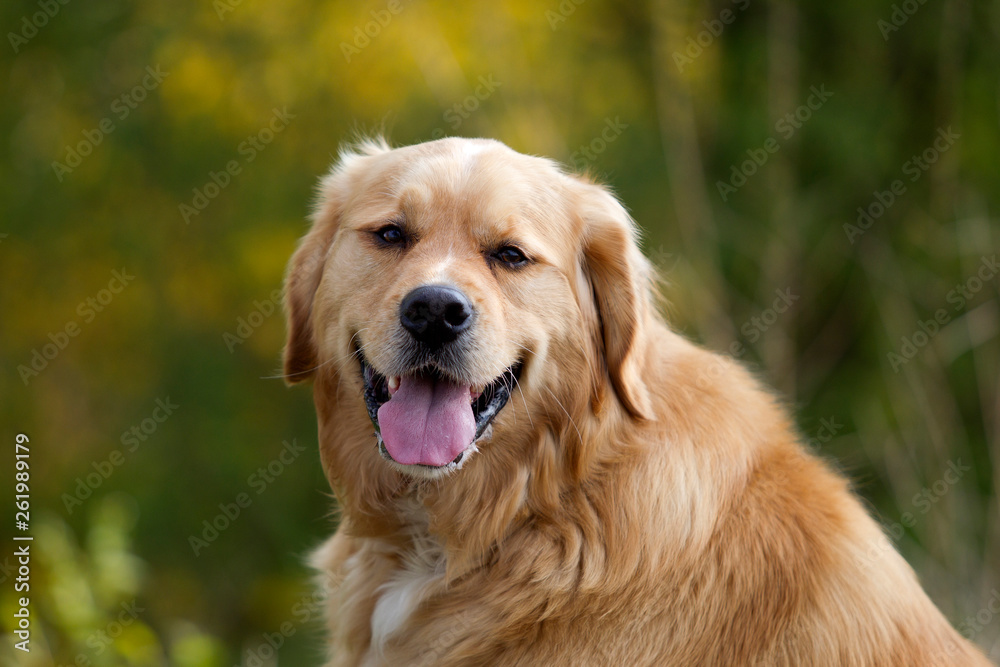 Golden Retriever Mix