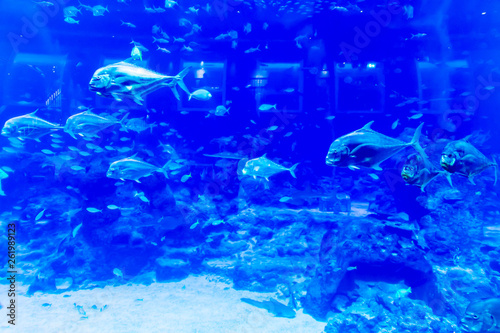 Blurry photo of a large blue sea aquarium with different fishes