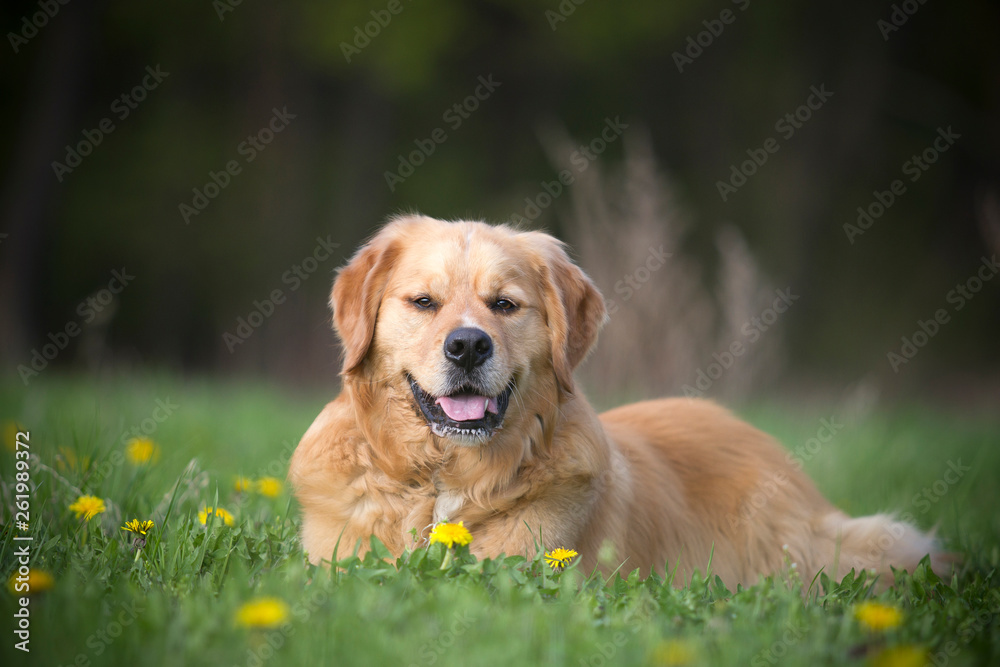 Golden Retriever Mix