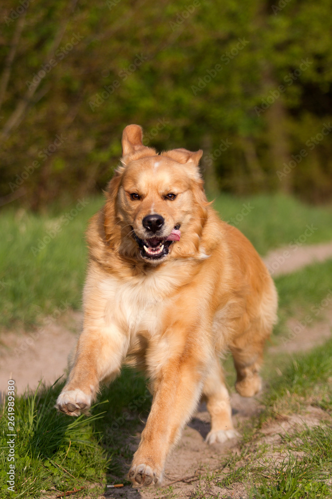 Golden Retriever Mix