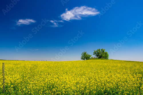 Picturesque canola field and lonely trees under blue sky with white fluffy clouds