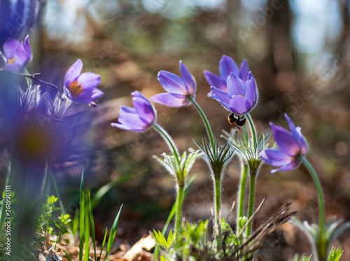 Bee is sitting on anemone flower in sunny spring forest photo