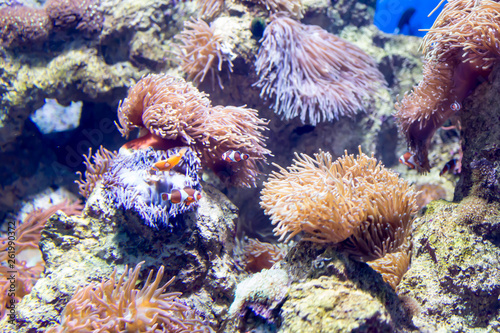 Fototapeta Naklejka Na Ścianę i Meble -  Blurry photo of clowfish nemo in corals in a sea aquarium