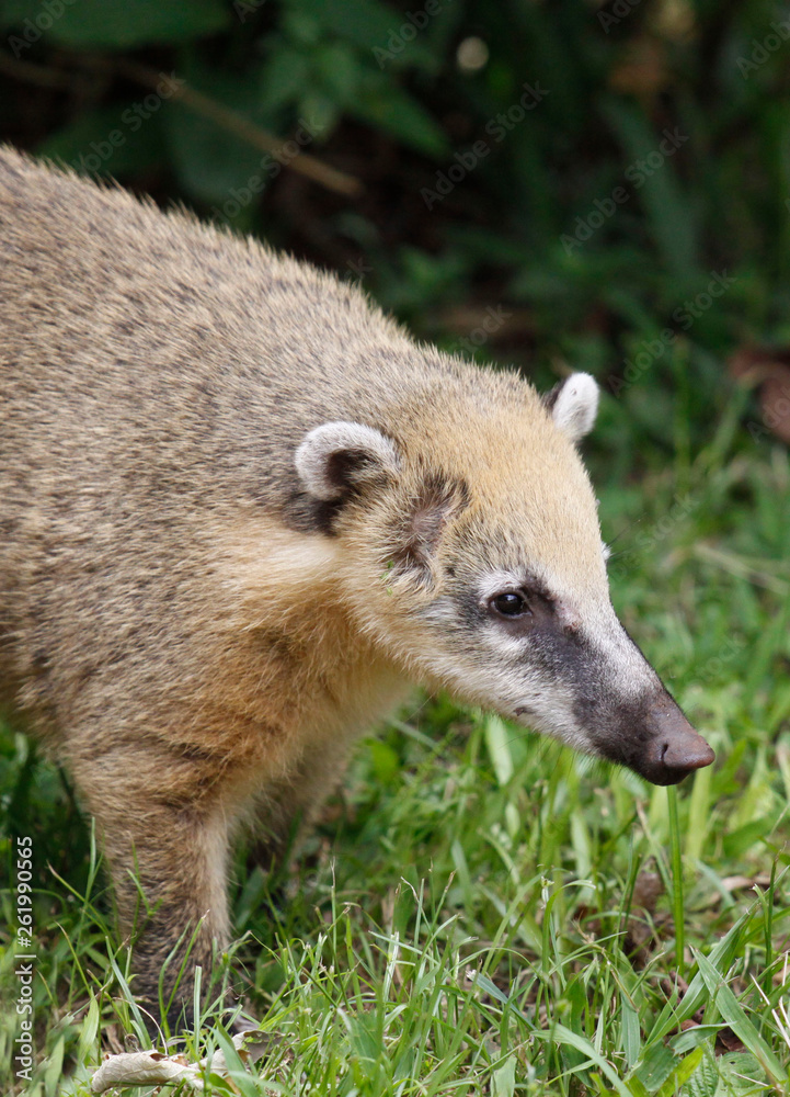 Fototapeta premium South American Coati, Nasua with long nose and cute expression of face. Brazil