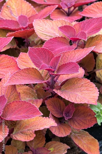 colorful decorative leaves in the garden